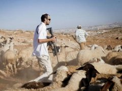 مستوطنون يرعون أغنامهم بين منازل المواطنين في دير جرير شمال شرق رام الله