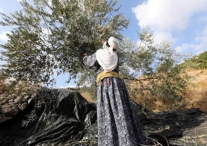 إصابة خمس مواطنات بحالات اختناق أثناء قطفهن الزيتون في يتما جنوب نابلس