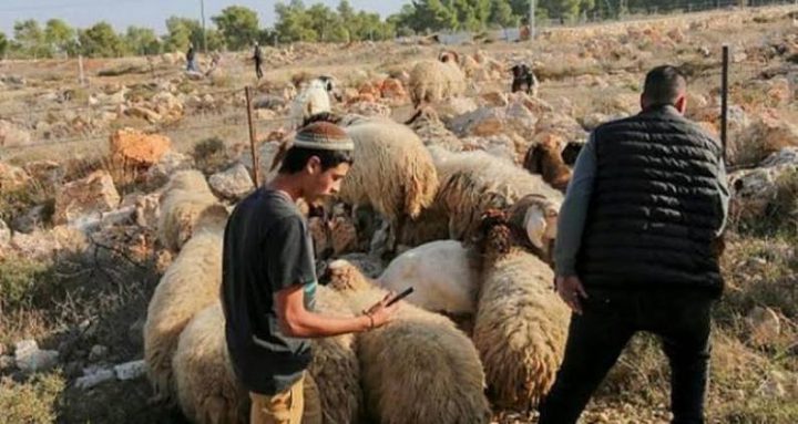 مستوطنون يتلفون محاصيل زراعية برعي أغنامهم غرب رام الله