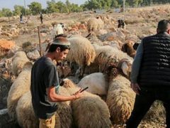 مستوطنون يتلفون محاصيل زراعية برعي أغنامهم غرب رام الله