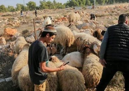 مستوطنون يتلفون محاصيل زراعية برعي أغنامهم غرب رام الله