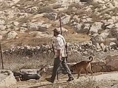 مستوطنون يهاجمون قاطفي الزيتون ويقطعون الطريق على طلبة مدارس جنوب الخليل