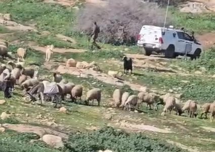 مواطنون يُفشلون محاولة سرقة قطيع ماشية من قبل مستوطنين شرق طوباس