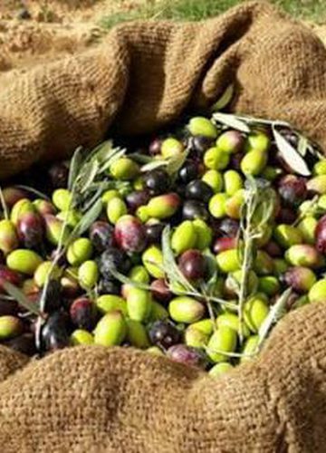 المفتي العام: شراء زيت الزيتون وثماره من المستوطنين حرام شرعا