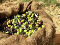 المفتي العام: شراء زيت الزيتون وثماره من المستوطنين حرام شرعا