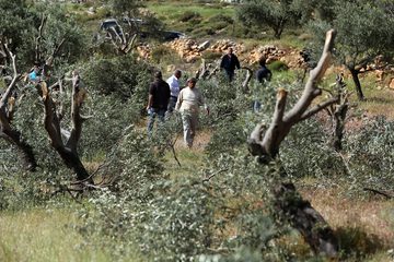 الاحتلال يقتلع مئات أشجار الزيتون ويجرف أراضي في كفر مالك
