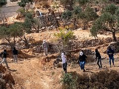 الاحتلال ومستوطنوه يعتدون على مزارعين ويمنعوهم من قطف ثمار الزيتون جنوب جنين