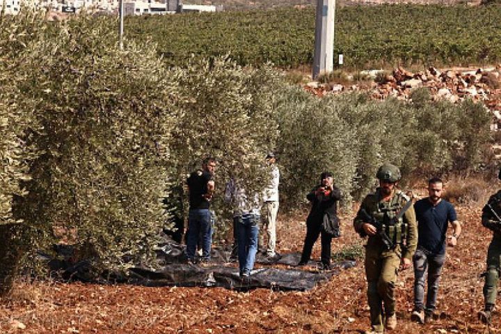 مستوطنون يهاجمون قاطفي الزيتون في ترمسعيا ويحرقون ثلاث مركبات