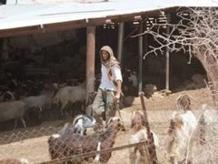 نفوق 20 رأسا من الأغنام جراء طعنها من قبل مستوطنين في كفر مالك شرق رام الله