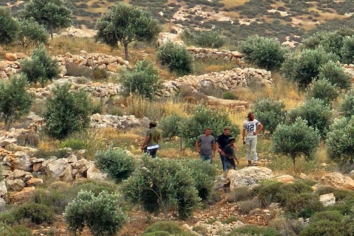 مستوطنون يهاجمون أطراف المغير ويضرون بمزروعات المواطنين