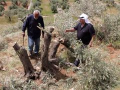 مستوطنون يقطعون 120 شجرة زيتون في كيسان جنوب شرق بيت لحم