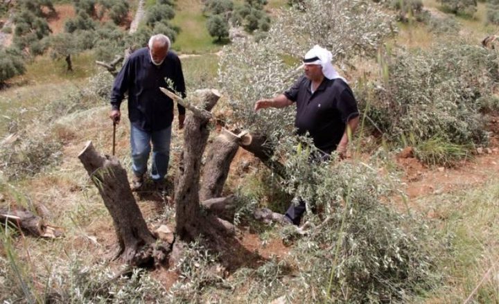 مستوطنون يقطعون 120 شجرة زيتون في كيسان جنوب شرق بيت لحم