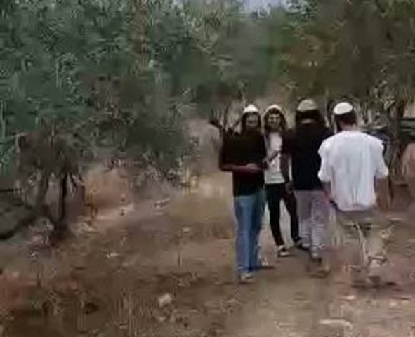 مستوطنون يهاجمون قاطفي زيتون ويسرقون ثمارا ومعدات في نابلس