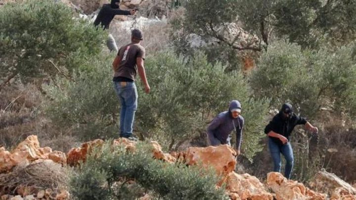 الاحتلال يعتقل ثلاثة مواطنين عقب هجوم للمستوطنين على قاطفي الزيتون جنوب الخليل