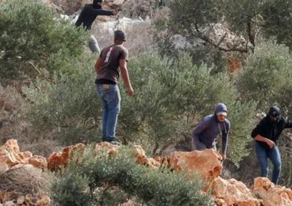 الاحتلال يعتقل ثلاثة مواطنين عقب هجوم للمستوطنين على قاطفي الزيتون جنوب الخليل