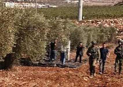 الاحتلال يعتقل مواطنين بعد اعتداء المستوطنين على قاطفي الزيتون في مسافر يطا