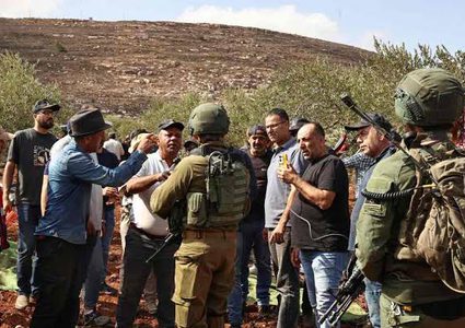 الاحتلال يعتقل 36 مواطناً ويصعّد اعتداءاته على قاطفي الزيتون في الضفة