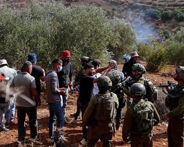 الجدار والاستيطان: 21 اعتداء على قاطفي الزيتون في 6 محافظات