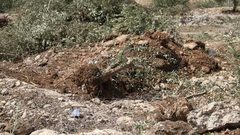 الاحتلال يجرف أراضي ويقتلع أشجار زيتون في دير قديس غرب رام الله