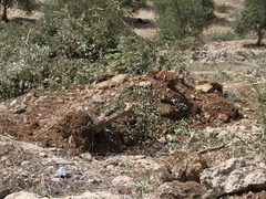 الاحتلال يجرف أراضي ويقتلع أشجار زيتون في دير قديس غرب رام الله